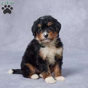 Julie, Mini Bernedoodle Puppy